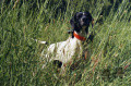 Pedigree U'COCOTTE DE LA DEMI-BRUME Pedigree U'COCOTTE DE LA DEMI-BRUME